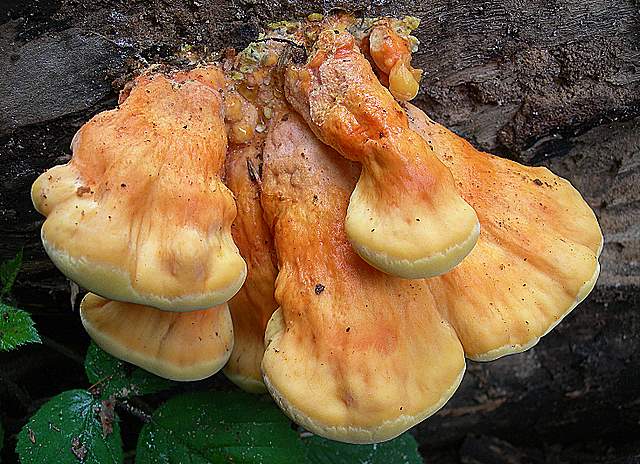 Caresta...penuria e tempi duri.....